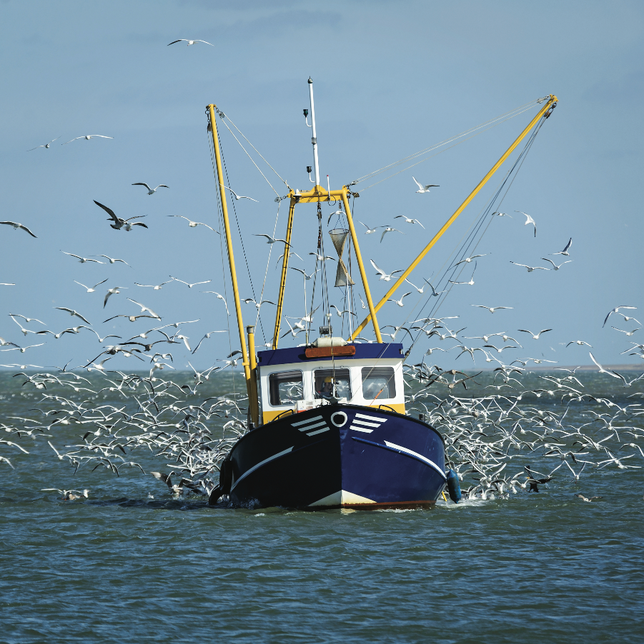 Collection 30+ Background Images what are birds on a fishing boat Completed